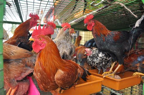 Mysuru naati kkoli: Backyard poultry farming/country chicken farming ...