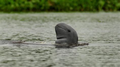 The many threats facing Indonesia's endangered Irrawaddy dolphins | Earth Journalism Network