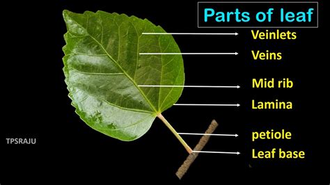 6th science/ 2nd lesson / part - 7 LEAF - PARTS - VENATION - FUNCTIONS - YouTube