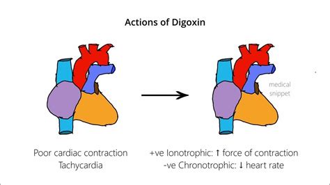 Digoxin : Mechanism of Action - YouTube