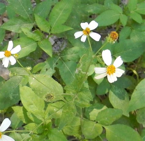 Wild Edible Plants: 2 Blocks, 17 Edibles | The Survival Gardener