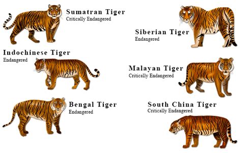 WWF Tiger Species, Tiger Facts, Tiger Pictures, 46% OFF