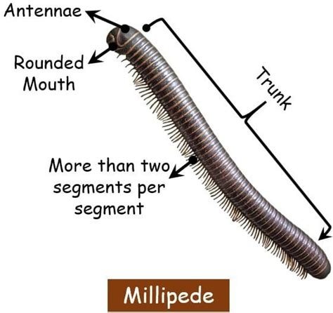 Difference Between Centipede and Millipede (with Comparison Chart) - Bio Differences