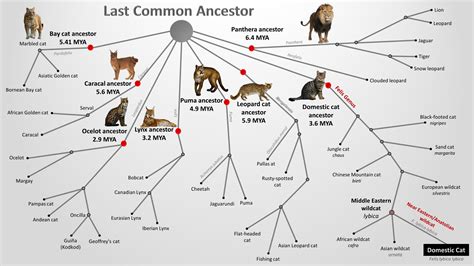 Where did cats come from? The fascinating history of the domestic cat - Anadolu Kedisi