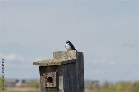 Tree Swallow on a Bird House Stock Photo | Adobe Stock