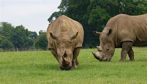 HD wallpaper: rhino, eating grass, Animal | Wallpaper Flare