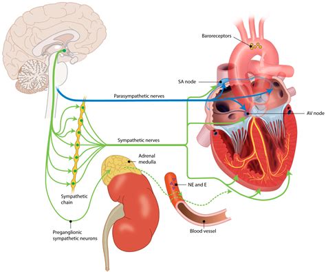 JCDD | Free Full-Text | Postnatal Cardiac Autonomic Nervous Control in Pediatric Congenital ...