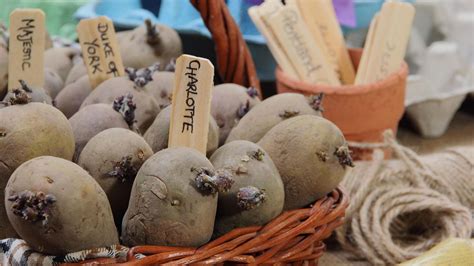 Chitting potatoes: how and why to complete this simple task | Homes & Gardens