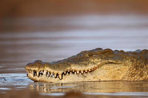 Nile Crocodile Stock Photos, Images and Backgrounds for Free Download