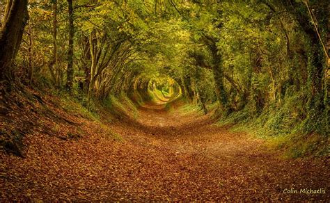 Wooded Path in Autumn | Tree tunnel, Nature, Beautiful nature