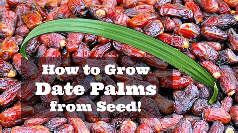 How to Grow Dates from Seed! | Seeds, Palm tree types, Growing