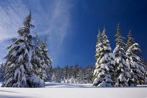 Winter Snow Pine Trees, HD Nature, 4k Wallpapers, Images, Backgrounds ...