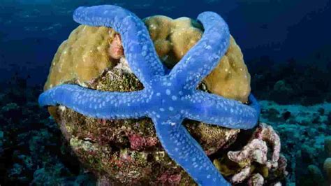 What Do Starfish Eat - Sea Star Feeding Habits