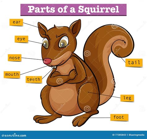 Squirrel Anatomy Diagram - Anatomical Charts & Posters