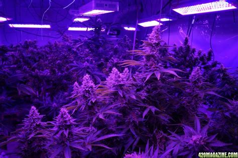 Best LED Grow Light for under $1000? - Page 6