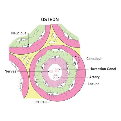 Premium Vector | Osteon Neuclous Canaliculi Haversian Canal Artery ...