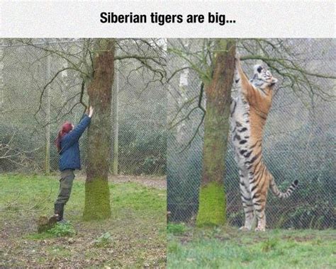 Aside from ligers, the Siberian Tiger is the largest "big cat". This tree demonstrates that ...