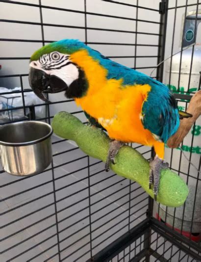 Blue and Gold baby Macaw Parrot - Home Parrots Farm