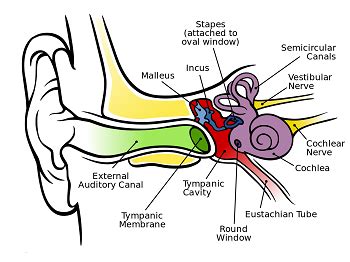 Stapedius Muscle: Definition & Function | Study.com