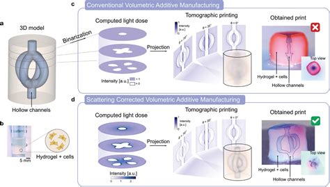 New Volumetric 3D Printing Technique Opens Bioprinting Possibilities ...