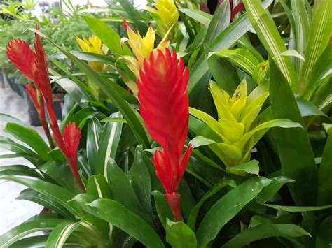 small red flower indoor plant - Shawanda Julian