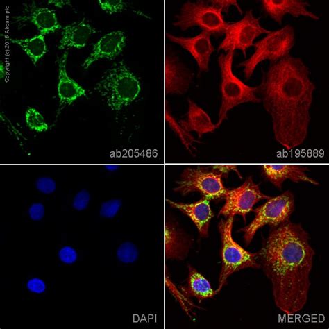 Alexa Fluor® 488 Anti-TOMM20 antibody [EPR15581-39] (ab205486) | Abcam