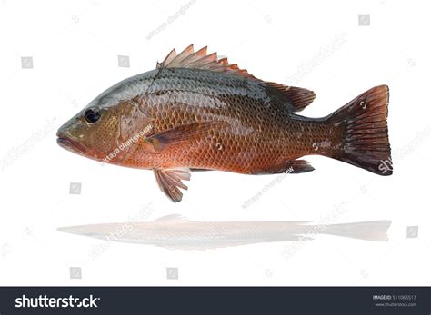 Mangrove Red Snapper Fishmangrove Jack Fish Stock Photo 511065517 | Shutterstock