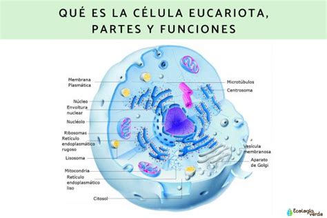 Célula eucariota: características y sus partes - Resumen con esquemas