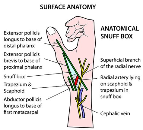 Instant Anatomy - Upper Limb - Surface - Snuff box