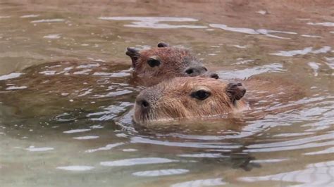 Capybaras Swimming - SANTA BARBARA ZOO - YouTube