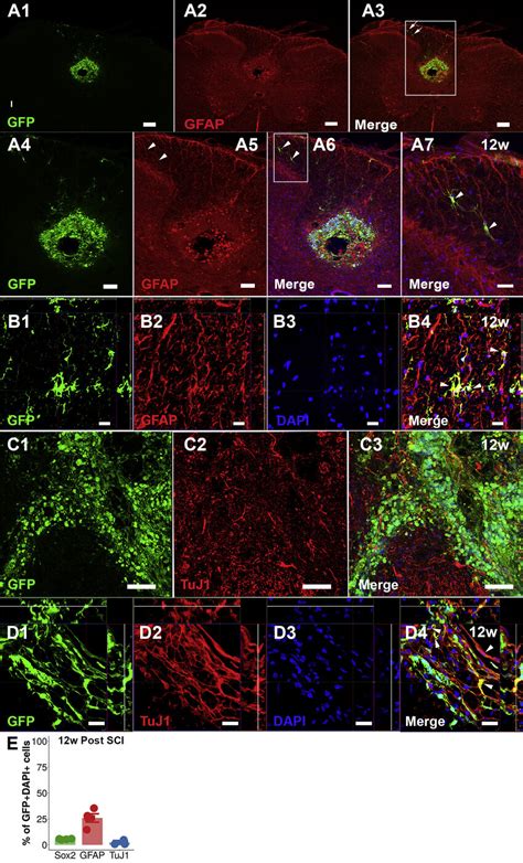 Expression of GFAP and TuJ1 in Transplanted NPCs (A) (A1–A3 ...