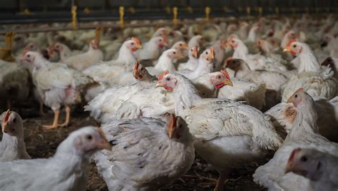 Broiler chickens: Who are they and how long do they live? | Farm Forward