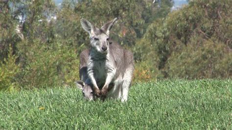 Baby Wallaroo Born at Oakland Zoo - YouTube