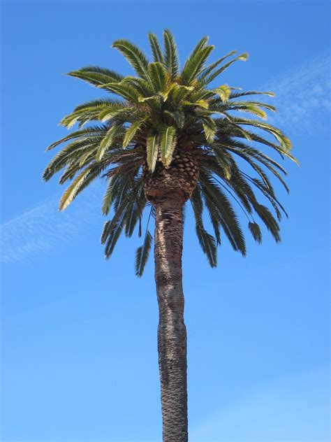File:Stanford University Quad Palm Tree.JPG - Wikimedia Commons