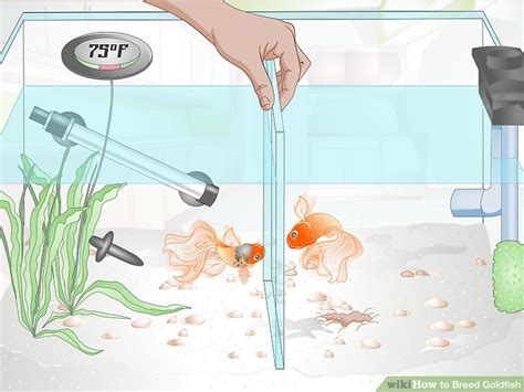 How to Breed Goldfish: 14 Steps (with Pictures) - wikiHow