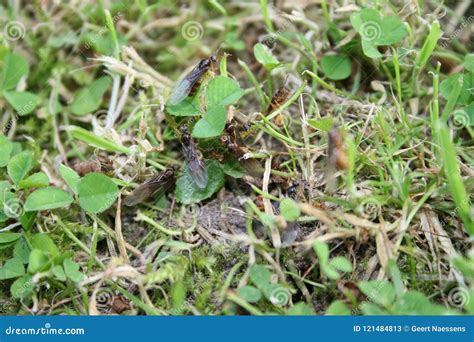 Detail of flying ants stock image. Image of flying, nuptial - 121484813