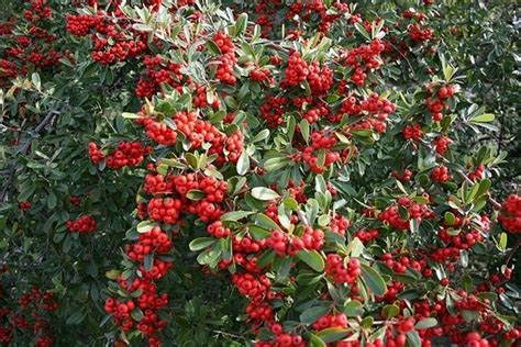 Pyracantha - Complete Gardering