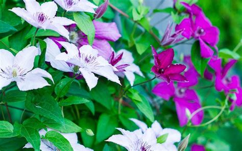 Full Shade Climbing Plants Uk - Mbi Garden Plant