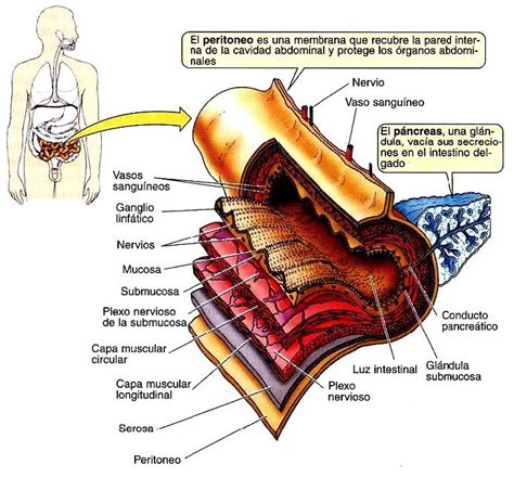 Estructura del tubo digestivo » Blog de Biología