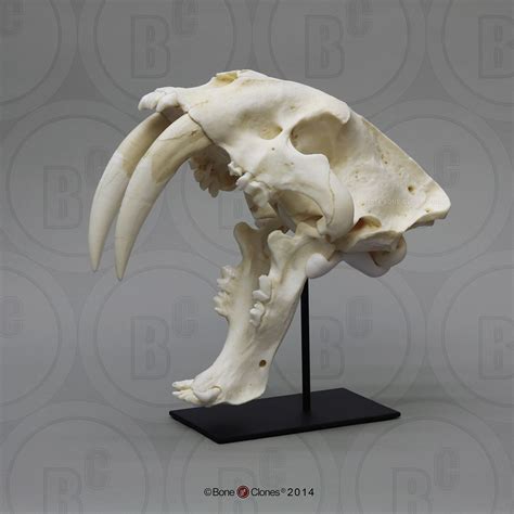 Sabertooth Cat, Smilodon Skull Antique Finish - Bone Clones ...