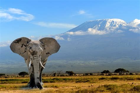 Stock - Elephant in Front of Mt Kilimanjaro - Amboseli National Park Kenya - Luxury Air Safari ...