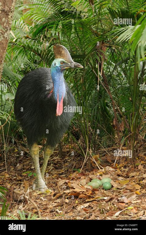 Southern Cassowary Casuarius casuarius Adult male at nest with eggs Photographed in the Wet ...