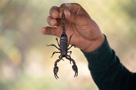 3 Types of Scorpions Found in Arizona | Wagner Pest Solutions