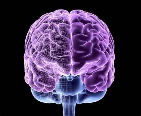 Healthy human brain — brain folds, details - Stock Photo | #160555970