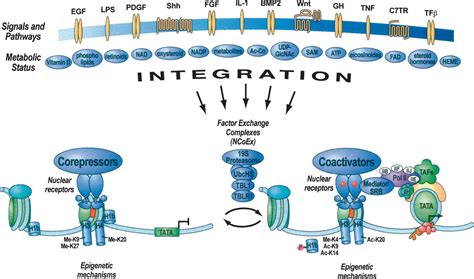 Sensors and signals: a coactivator/corepressor/epigenetic code for ...