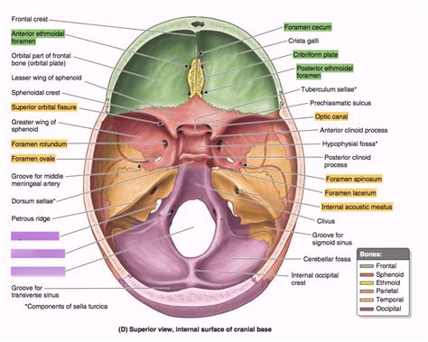 Cranial Fossa and Exit Foramina 3 - Posterior Fossa Diagram | Quizlet