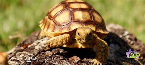 Sulcata Tortoise Care Sheet | African Spurred tortoise for sale