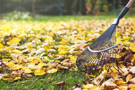 15 Different Types of Rakes and Their Uses | Trees.com