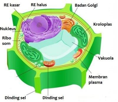 Soal Materi Sel, Kelas XI SMA (2) - EDUBIO