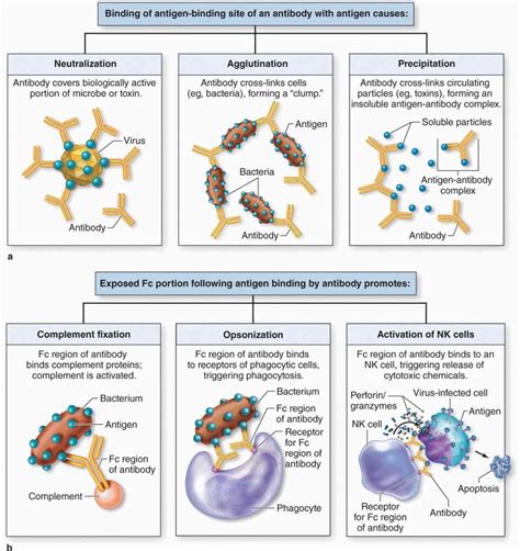 The Immune System & Lymphoid Organs | Basicmedical Key